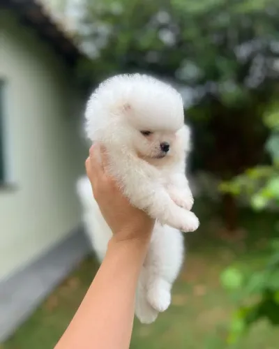 Spitz alemão Algo nesse cachorro faz você se sentir bem