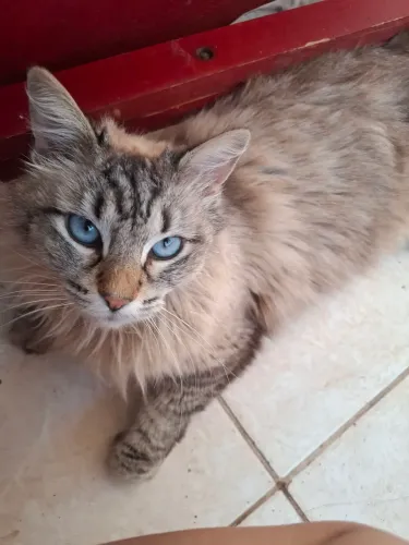 DOAÇÃO GATA LINDA 