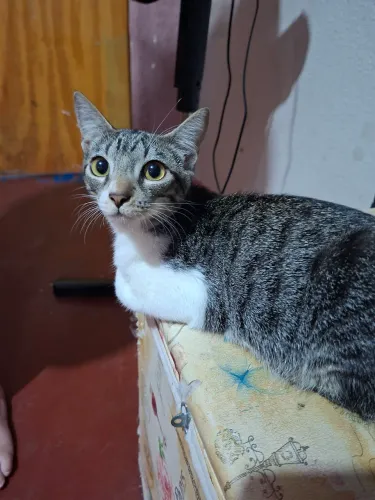 Gatinhos fofos
