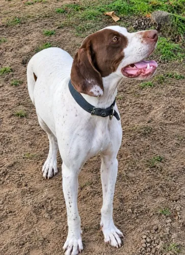 Foxhound x Pointer Ingles