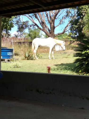 Vendo cavalo
