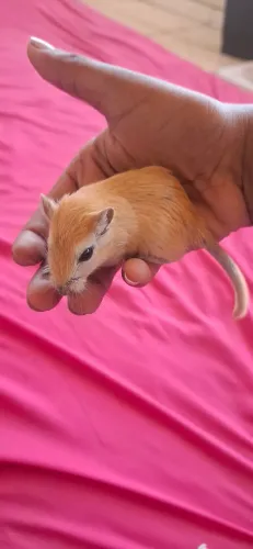 Gerbil casal (esquilo da magolia)