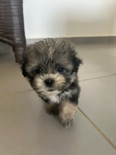 FILHOTE DE SHIHTZU À VENDA