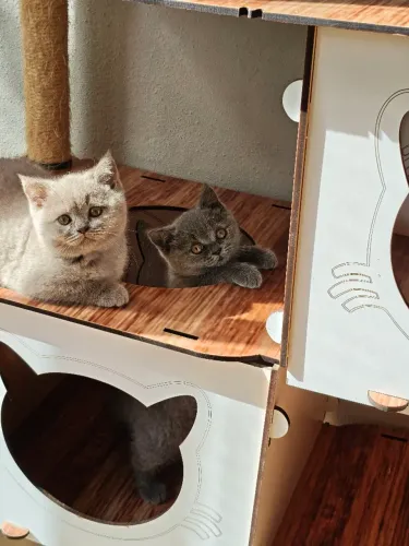 British Shorthair - Fotos Reais SP