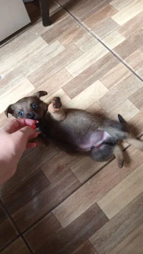 LINDO MACHINHO PIQUINININHO 