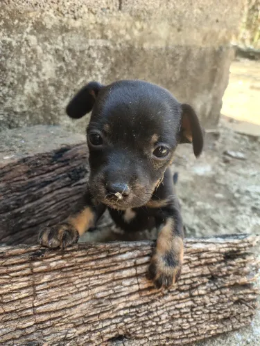 Filhote de Cachorro Pinscher 2