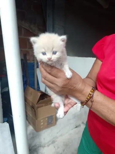 Gato angora peludo