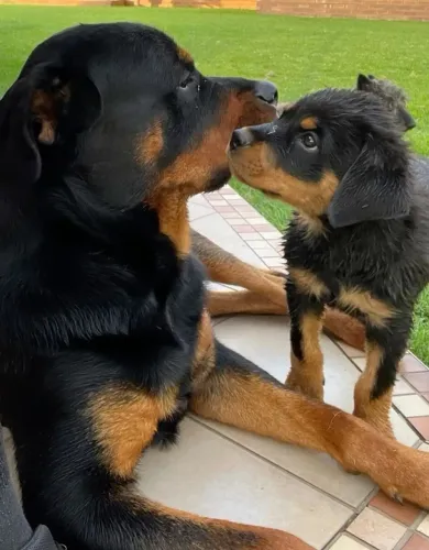 Rottweiler Escolha um amigo para todos os momentos