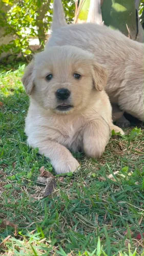 Filhotes de Golden Retriever e Pug