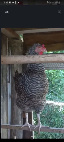 Galinha