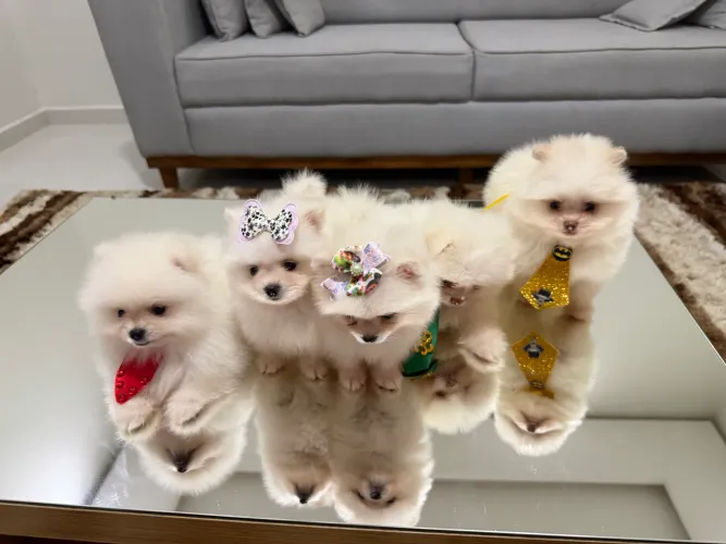 Spitz alemão macho e fêmea.