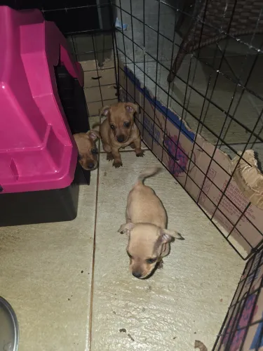 Pinscher puro n1 machos . Não tem fêmea 