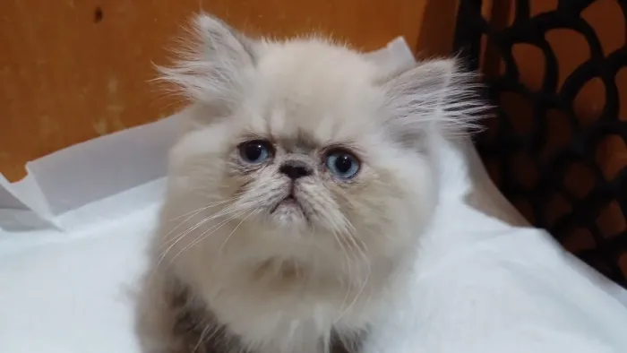 Lindo filhote de gato persa macho olhos azuis pura.Parcelo.Entrego Joinville, Camboriú,Flo