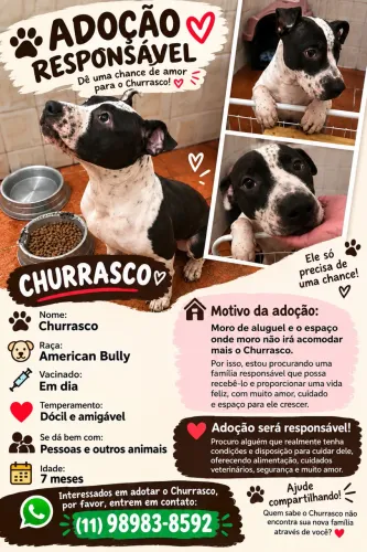 Doação american bully 7 meses