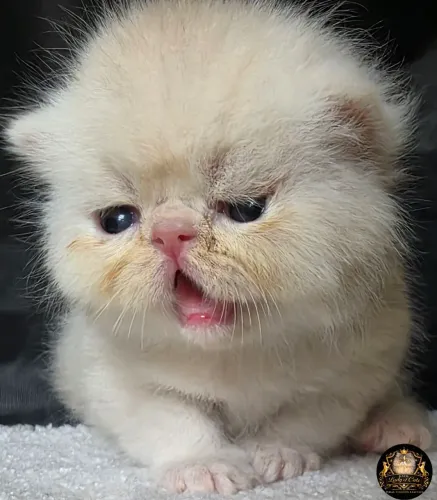 Gata persa fêmea cream