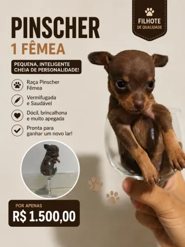 Pinscher 1 fêmea 
