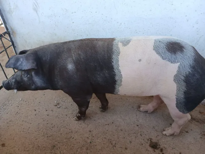 Reprodutor Suíno mestiço Duroc