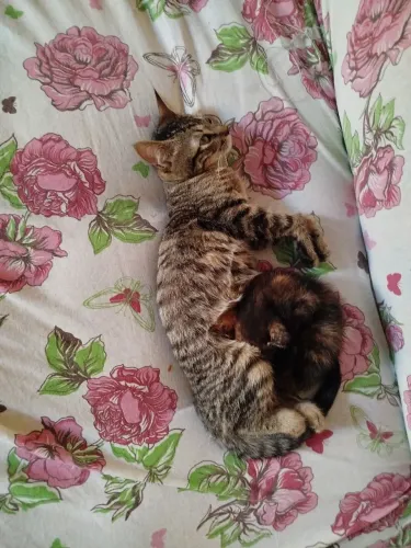 Doa-se duas gatinhas