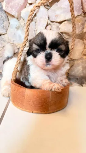 Filhote Shih Tzu