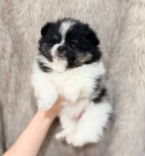 Lulu da Pomerânia, triblack. Linda!