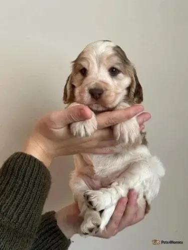 Cocker spaniel filhote