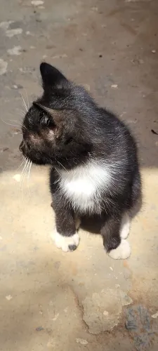 Gato para adoção