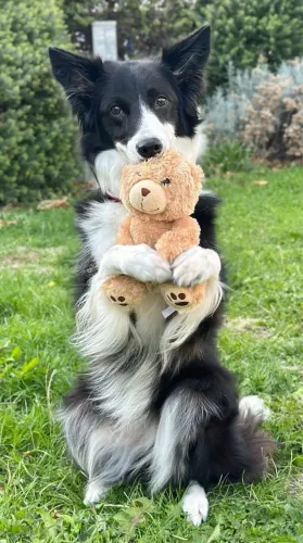 Filhotes em promoção Border collie