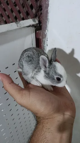 Filhotes de coelhos