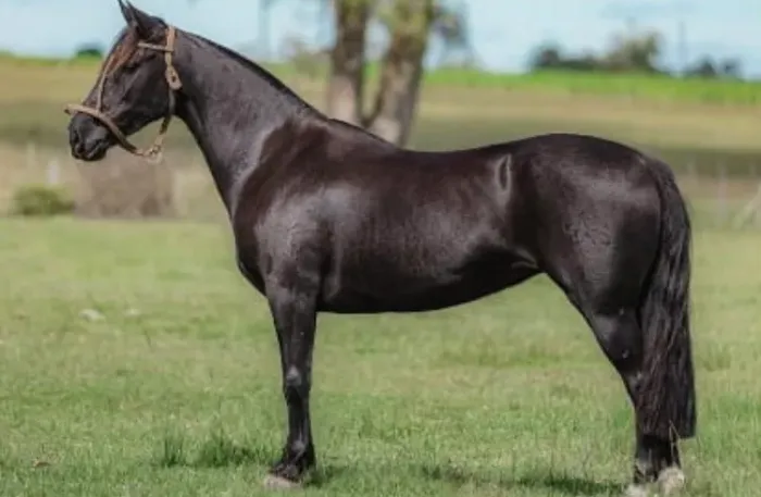 Égua crioula preta