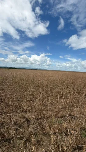 Fazenda de arrendamento Soja 2.500hec em Redenção Pará.