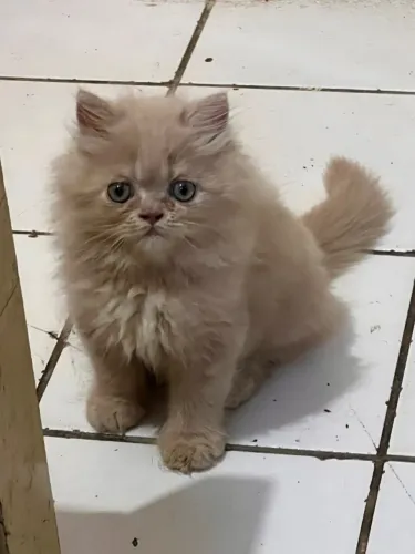 Gatinho persa