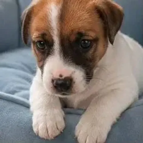Jack Russell Terrier,Jack Russell Terrier Filhote Selecionado com Excelente Procedência