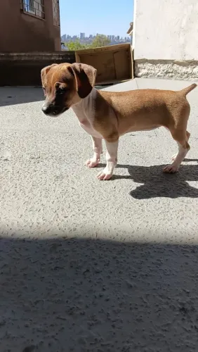 Vendo se pinscher fêmea