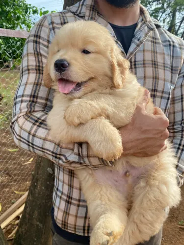 Filhotes De Golden Retriever - com pedigree