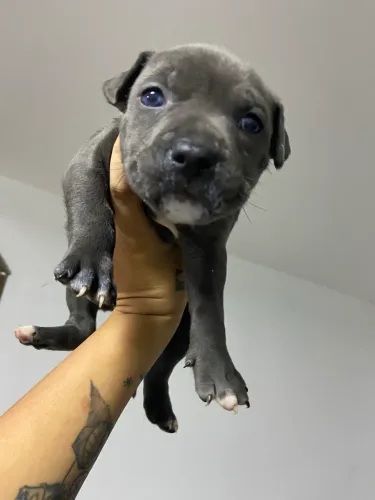 Vendo American Bully