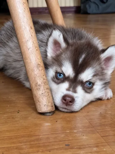 FILHOTE DE HUSKY SIBERIANO - FÊMEA