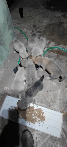 Vendo Filhote de Pastor Alemao e Belga Malinoá