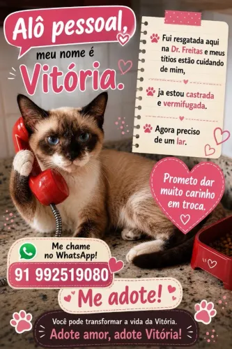 Gatinha Adoção 
