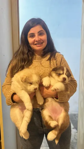Filhote husky fêmea