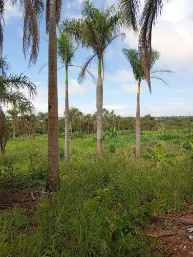 Palmeira imperial adulta