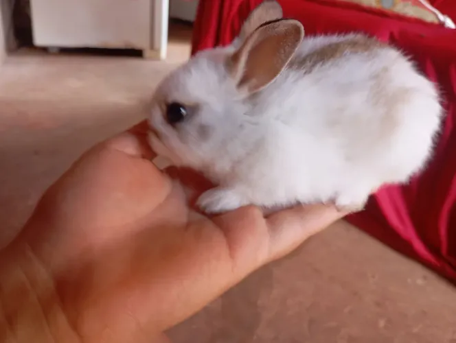 .Coelhos filhotes fofinhos