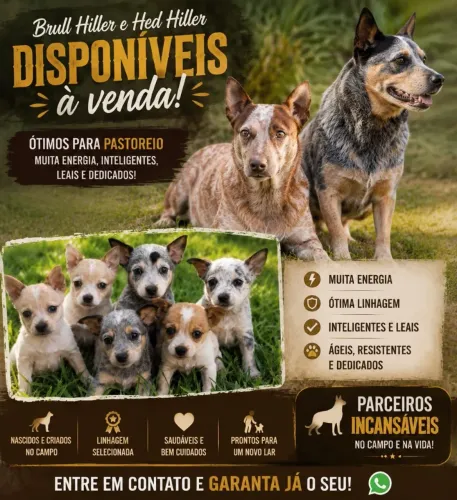 CÃO BOIADEIRO