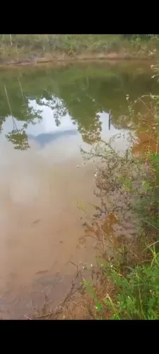 Fazende dos pássaros