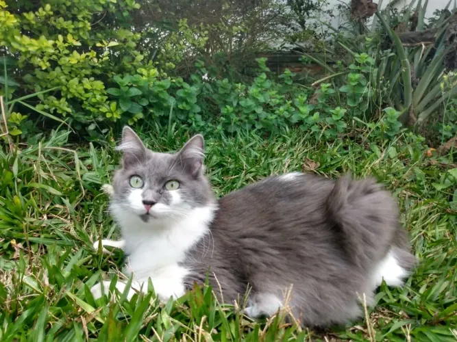 Gato para doação