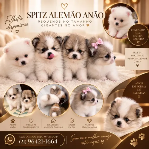 Spitz Alemão (Lulu da Pomerânia) - Filhotes Encantadores Disponíveis