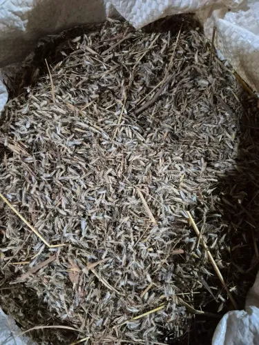 Semente de capim andropogon
