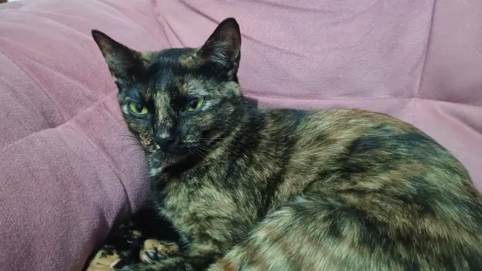 DOAÇÃO GATA FÊMEA CASTRADA DÓCIL