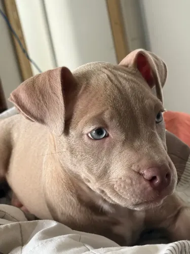 American Bully