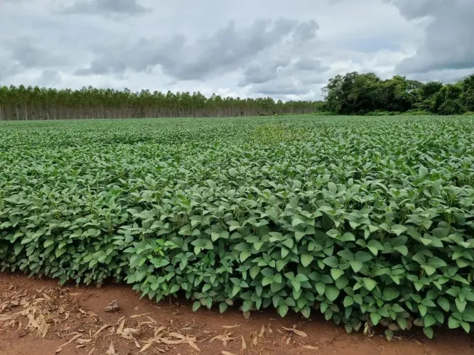 Fazenda á venda no Piauí com 6.500 hectares, já plantando 1.400 ha em soja, aceita troca!
