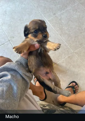 Doação de filhotes de cachorro